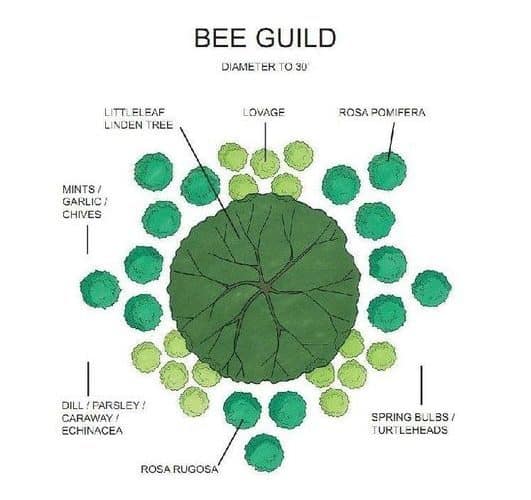 Bee Guild