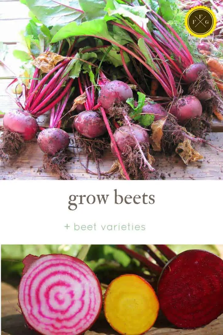 Learn how to grow beetroot + beet varieties