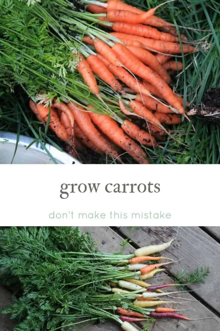 Grow carrots: Don't make this mistake