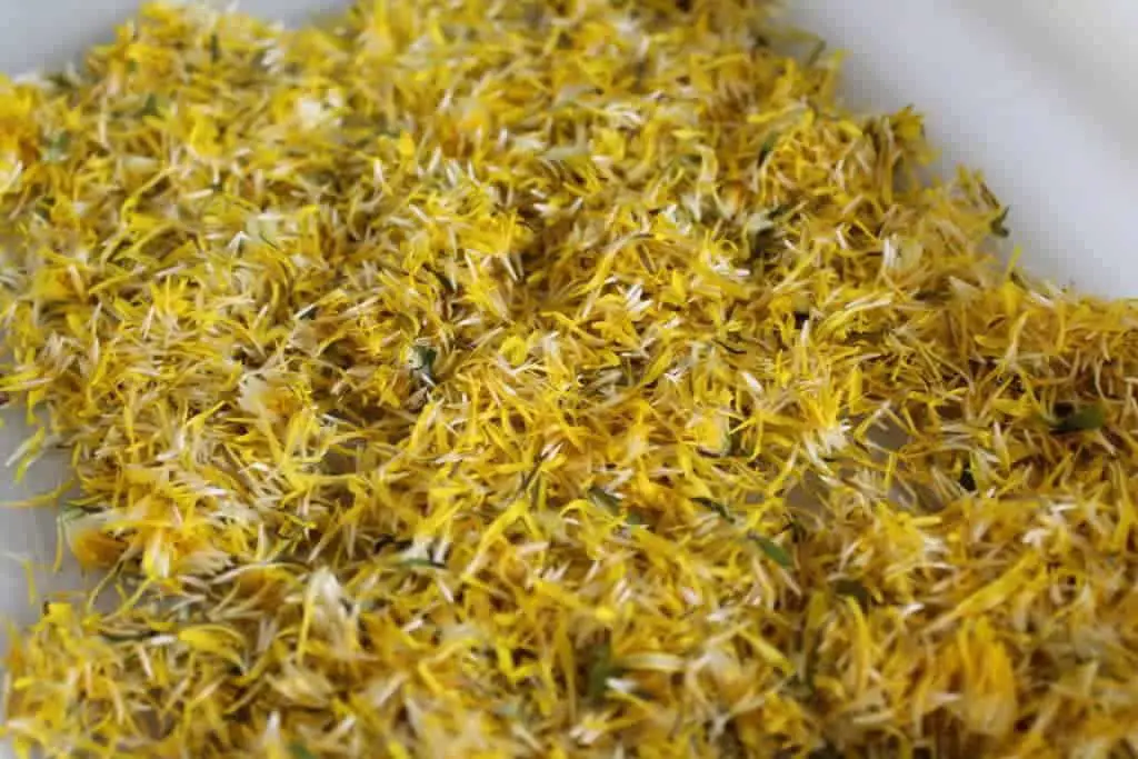 kids-learning-a-u-i-dried-dandelion-flowers-for-tea-dried-dandelion