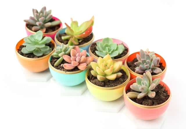 DIY Mini Spring Succulent Planters