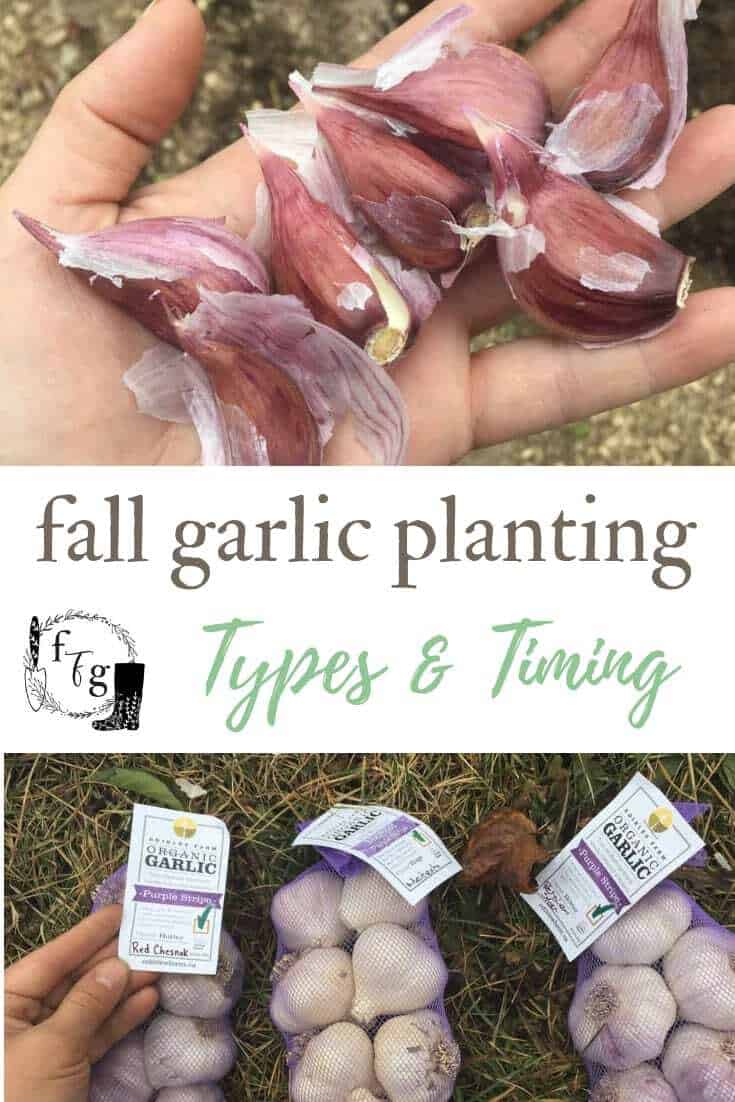 Planting garlic bulbs in the fall