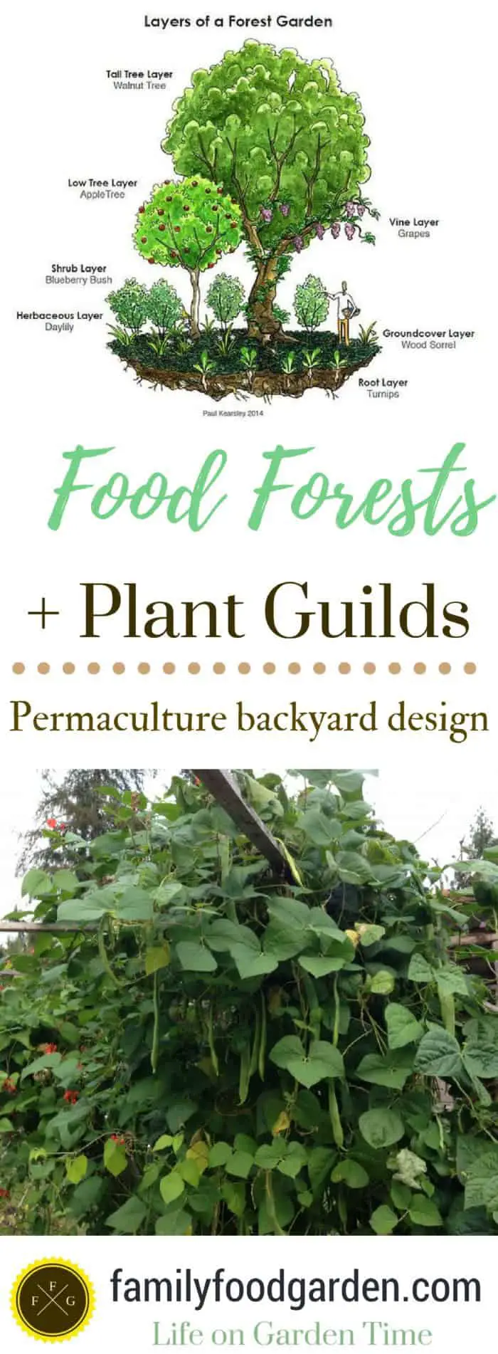 Food Forests + Plant Guilds: Permaculture Backyard Design