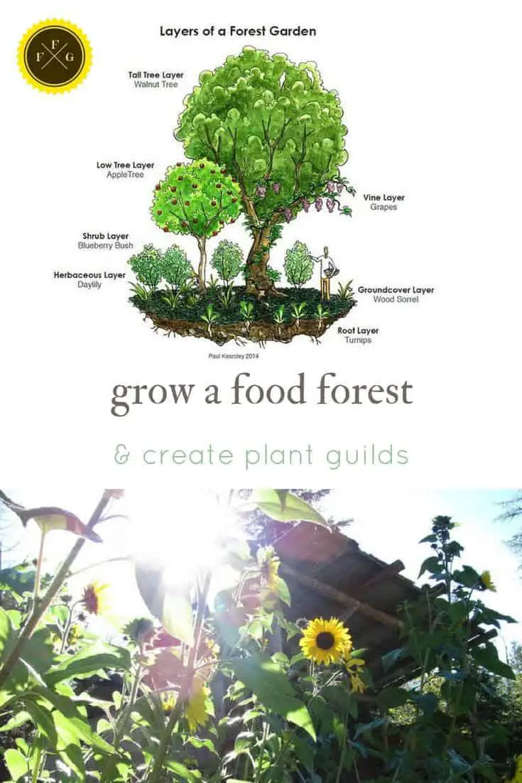 create plant guilds & food forests with permaculture design