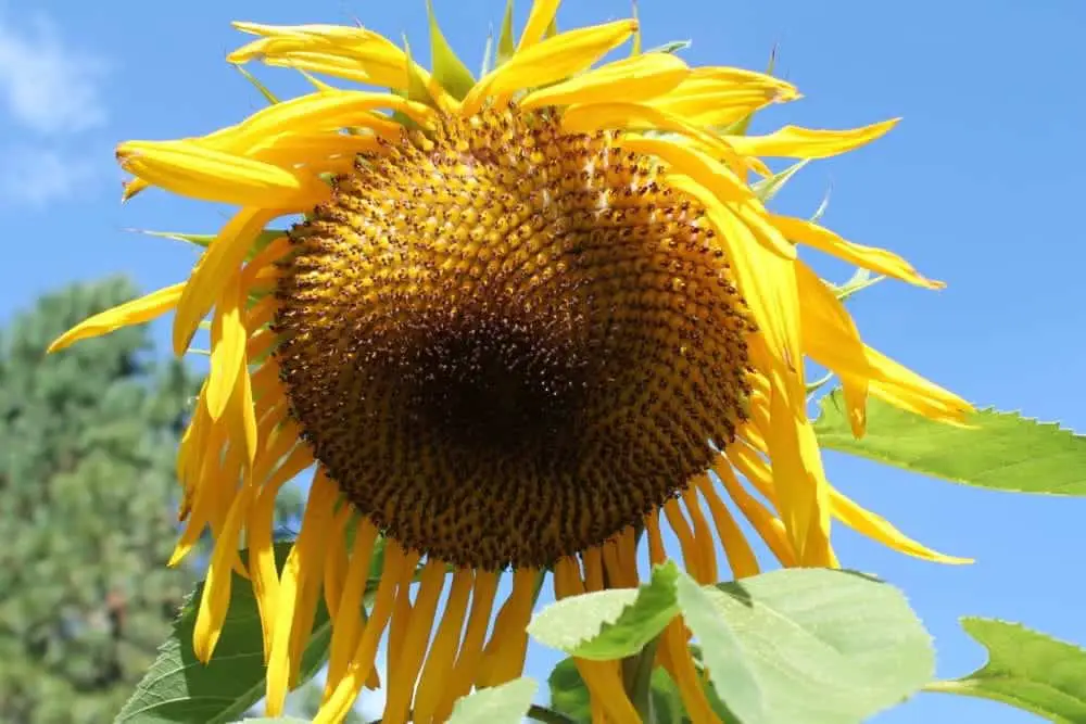 Giant sunflowers take up a lot of space, make sure you have room!