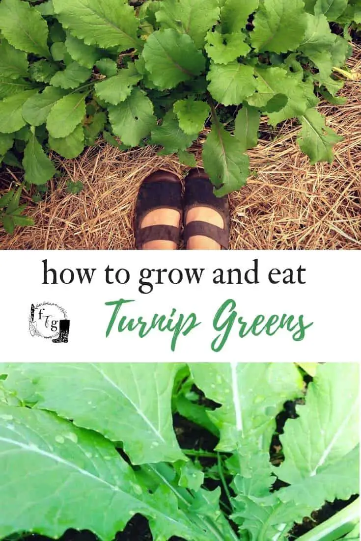 How to grow and eat turnip greens 