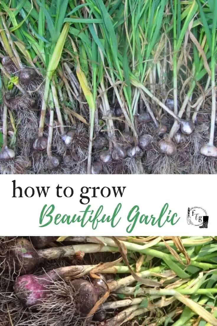 Tips for growing and harvesting your best garlic