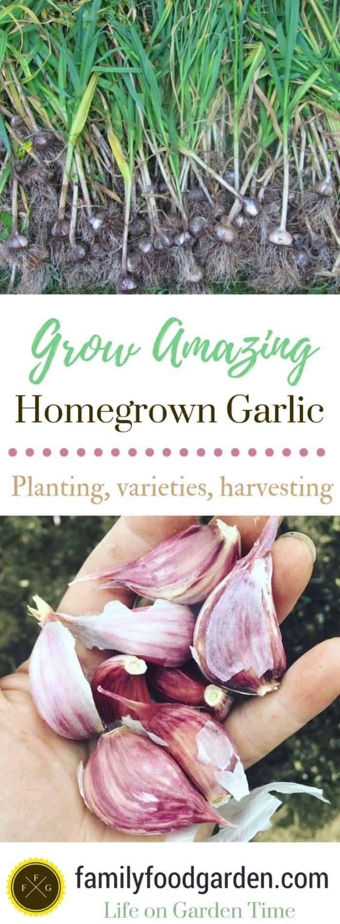 Grow Amazing Homegrown Garlic: Planting, Varieties, Harvesting