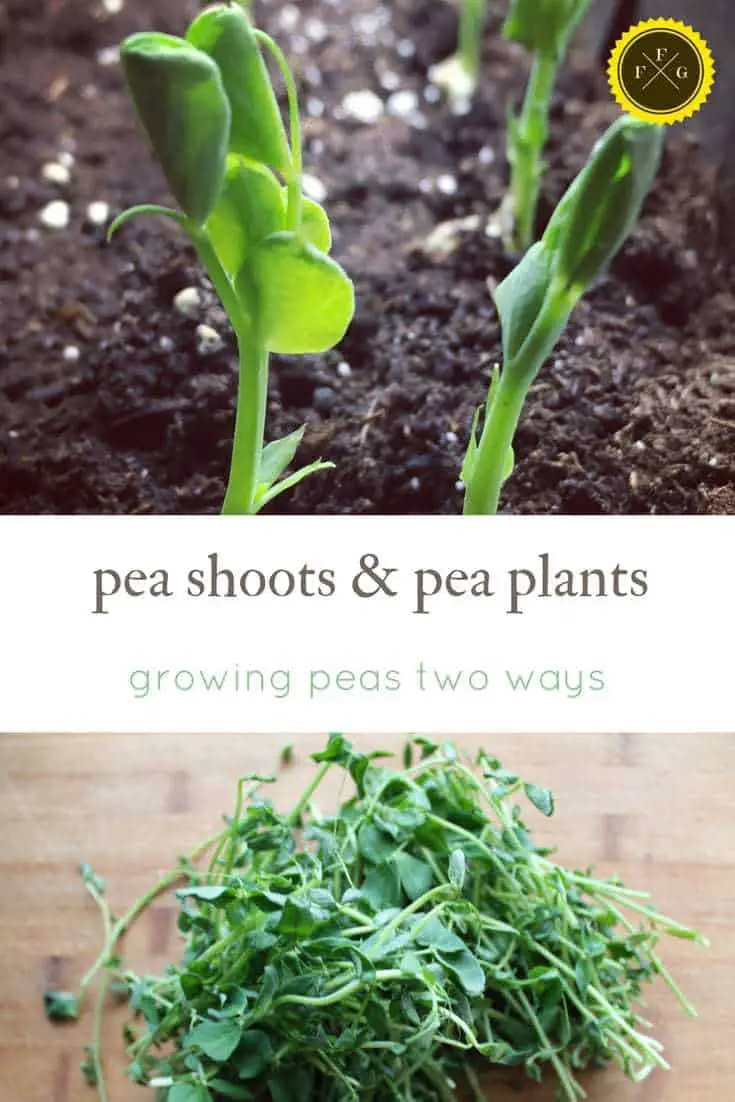 Pea Shoots & Pea Plants: Growing Peas Two Ways