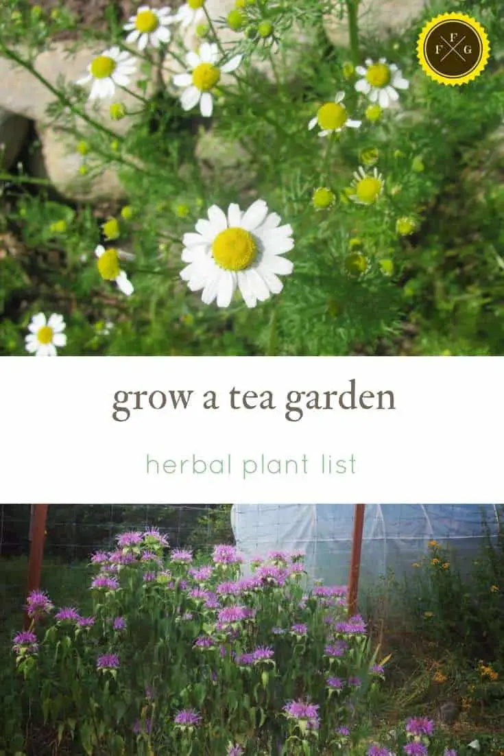 List of herbs for a tea garden