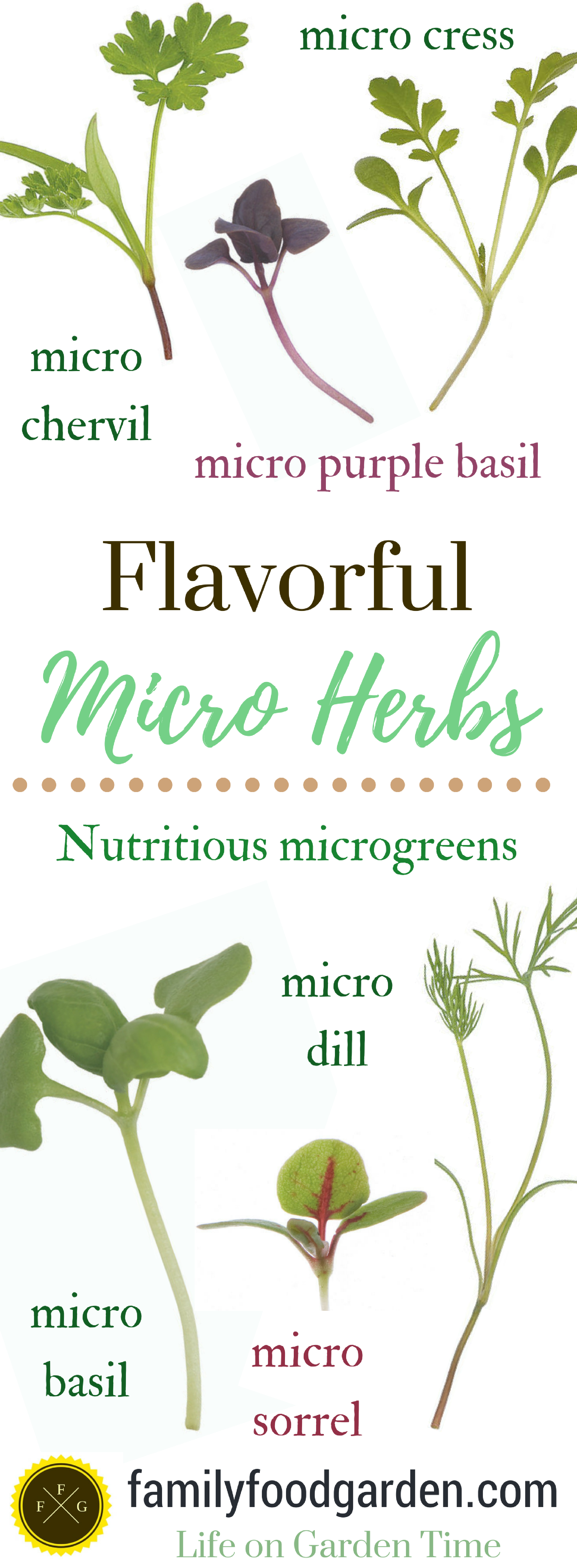 Flavorful Micro Herbs: Nutritious Microgreens