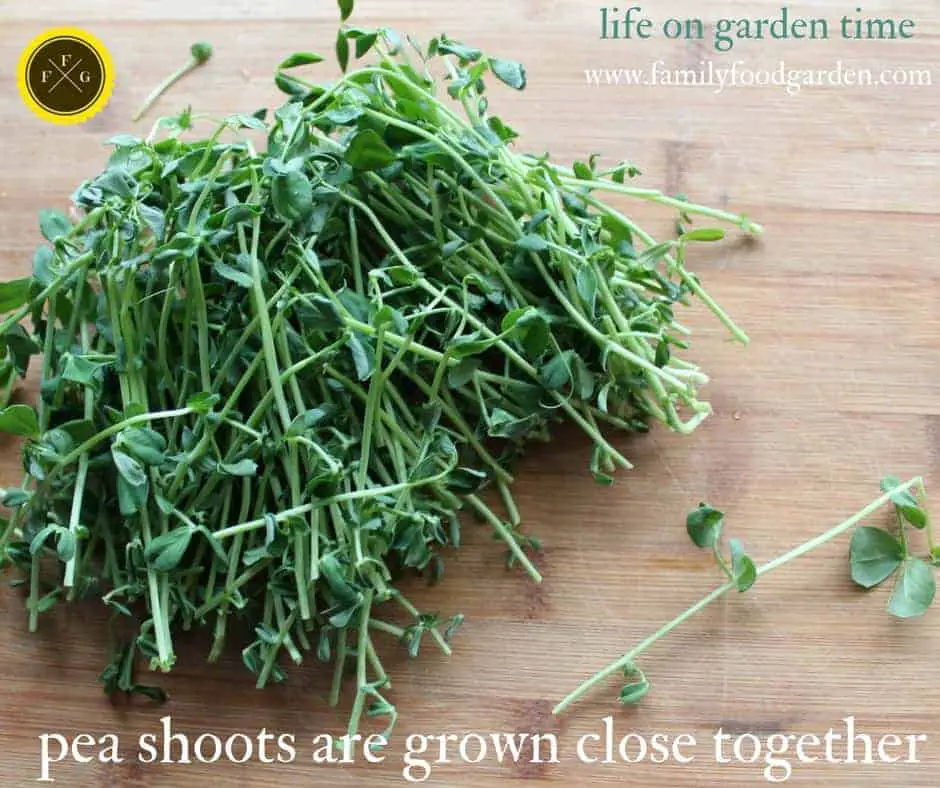 Pea Shoots Are Grown Close Together