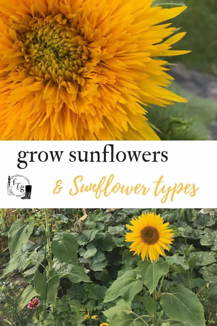 Grow a sunflower fort or teddy fluffy sunflowers