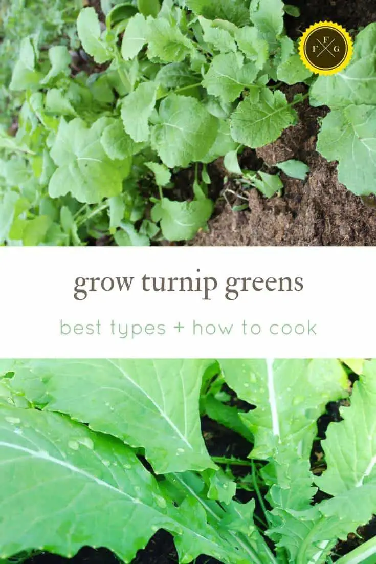 Best turnips for turnip greens