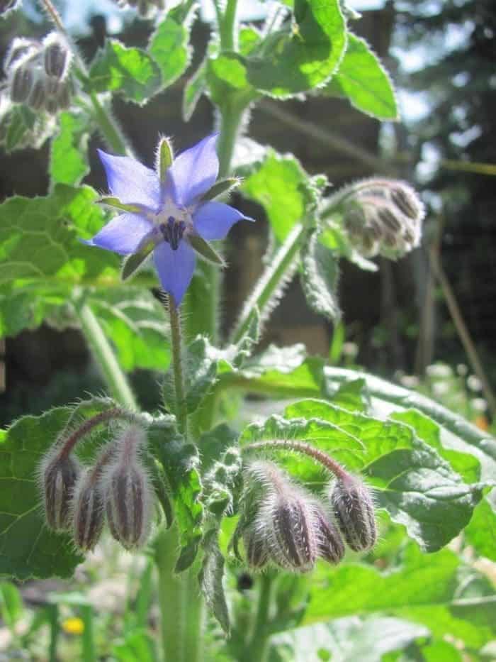 Borage can help to deter tomato hornworm