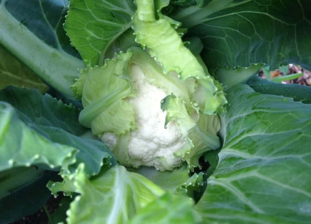 The best tips for growing cauliflowers