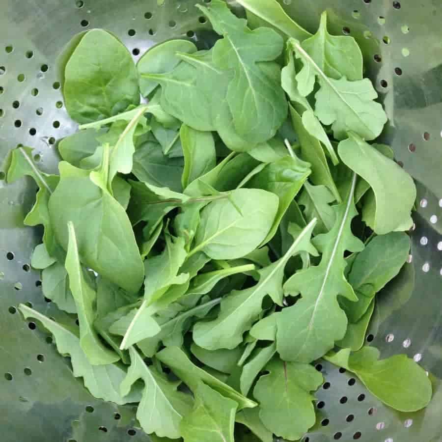 Freshly Harvested Arugula Leaves