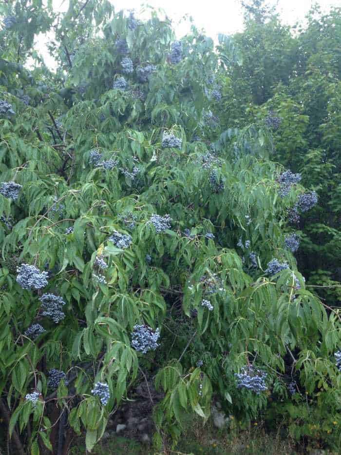 Elderberry Plants