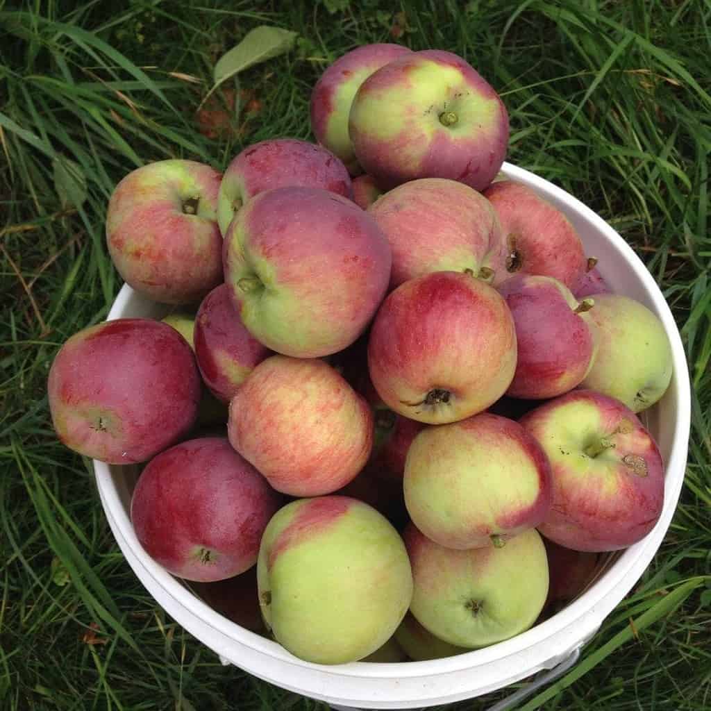 Freshly harvested apples