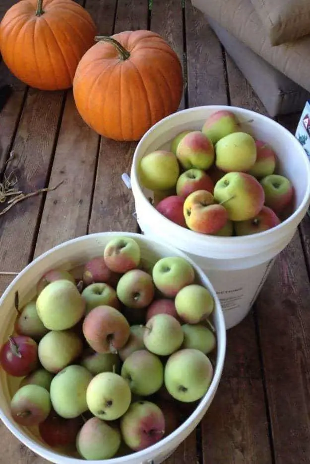 Best apple varieties for winter apple storage