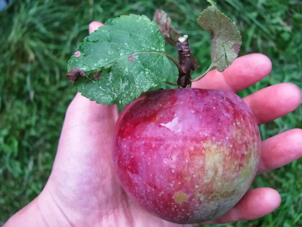 Store apples that are freshly picked or store bought