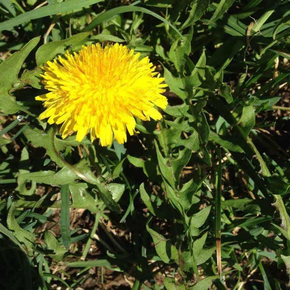 Beautiful Dandelion Flower