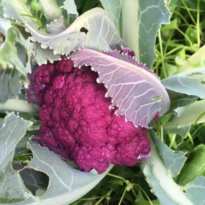 Purple Cauliflower