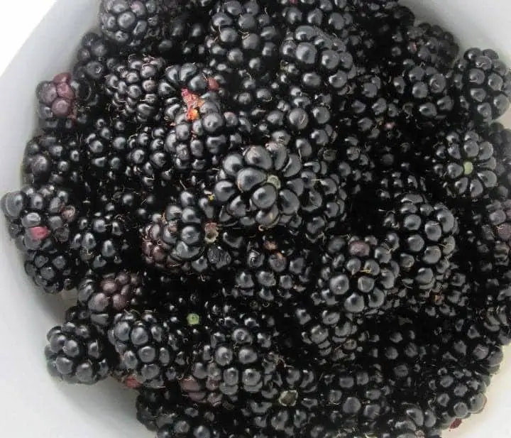 Growing Blackberries Planting Pruning Family Food Home Grow Growing Blackberries Planting Pruning