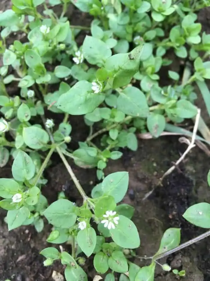 Chickweed wild edible plant