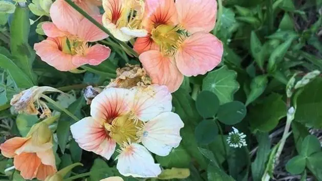 Nasturtiums help to repel aphids away from plants