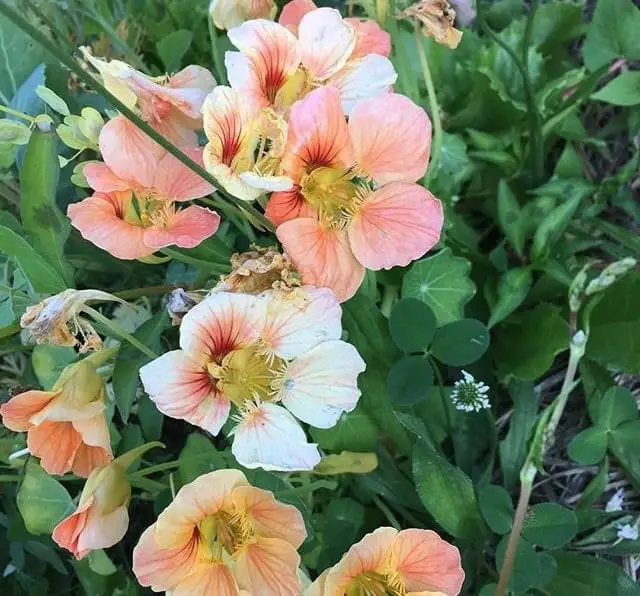 Nasturtiums help to repel aphids away from plants