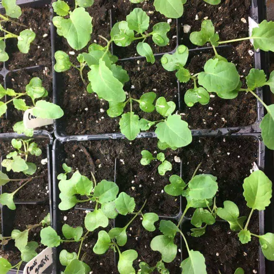 Cauliflower Seedlings