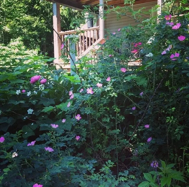 Wild Roses In the Garden