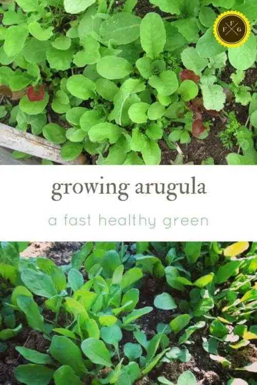 Growing Arugula: A Fast Healthy Green