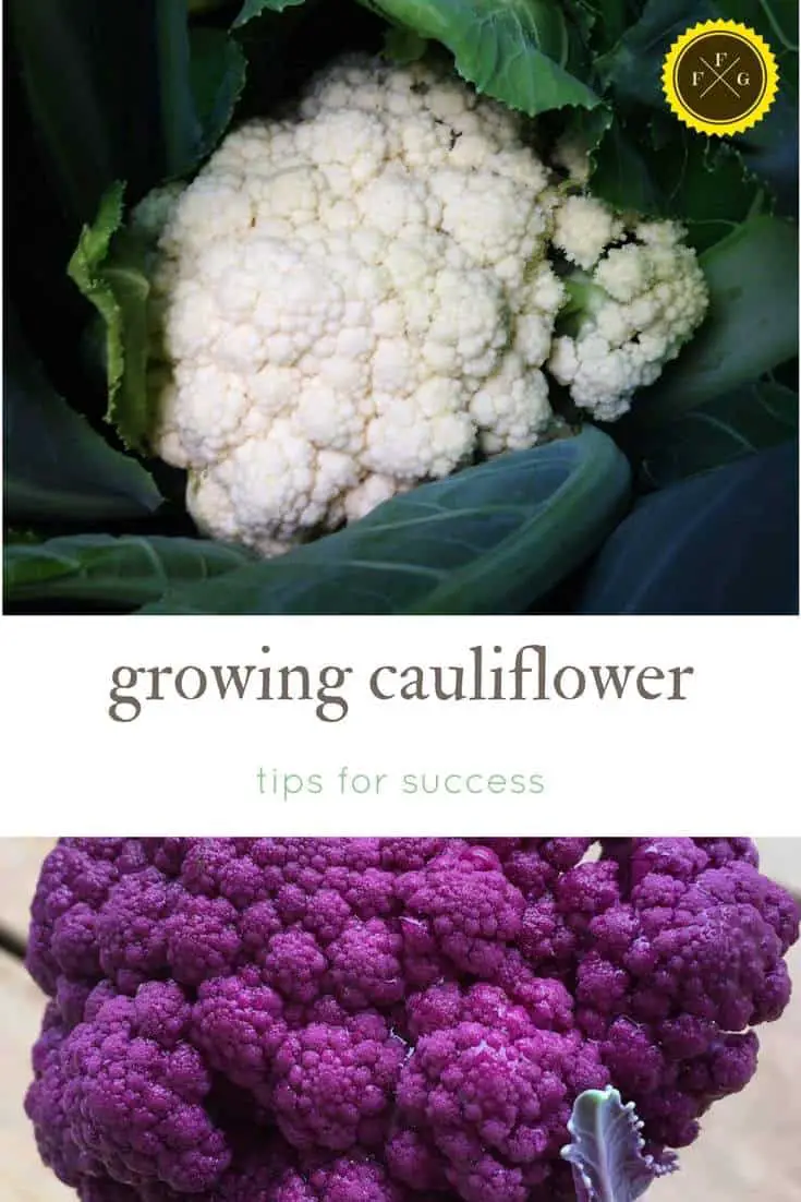 Growing cauliflower plants with success & colorful cauliflower varieties