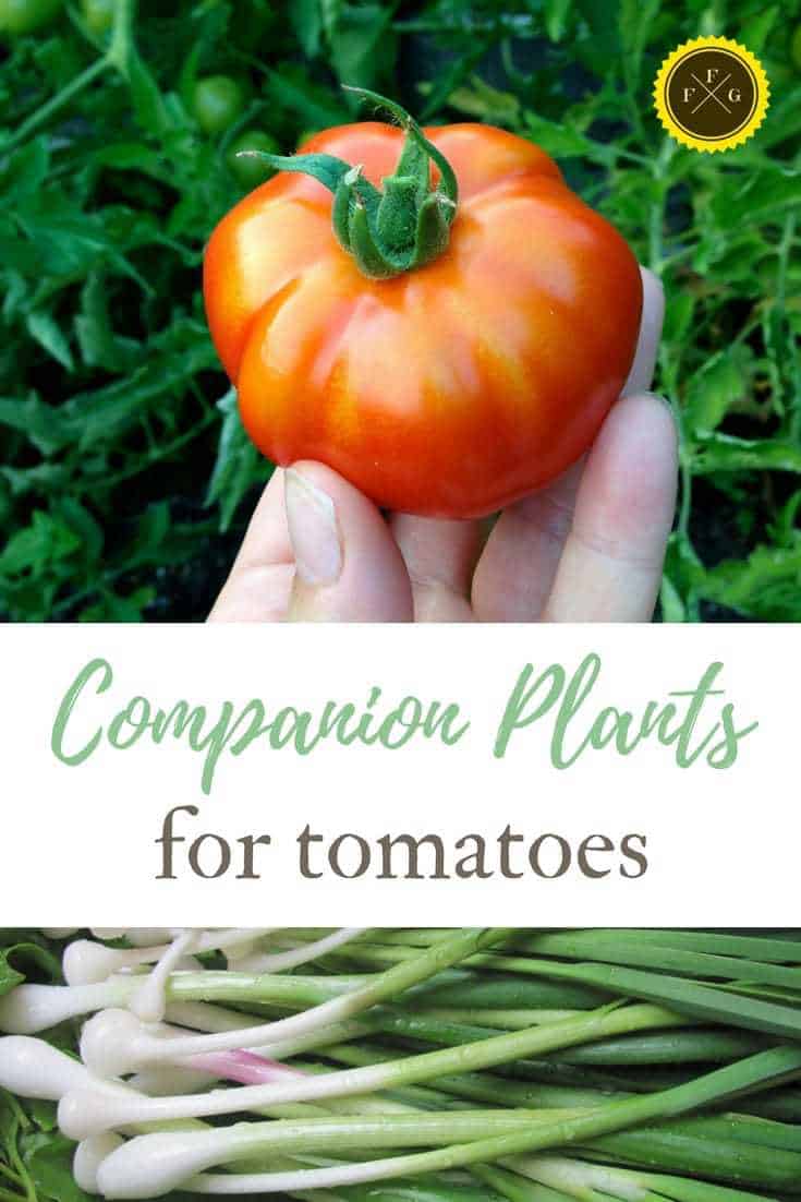 Tomato Companion Plants