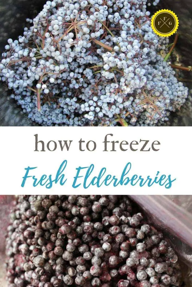 Harvesting & freezing elderberries is a great way to preserve elderberries