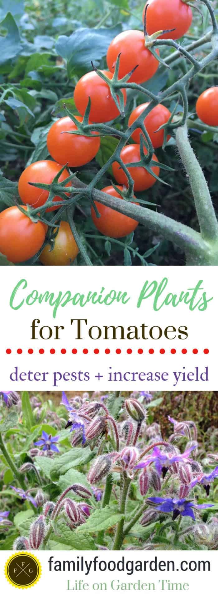 Tomato companion plants to deter tomato pests