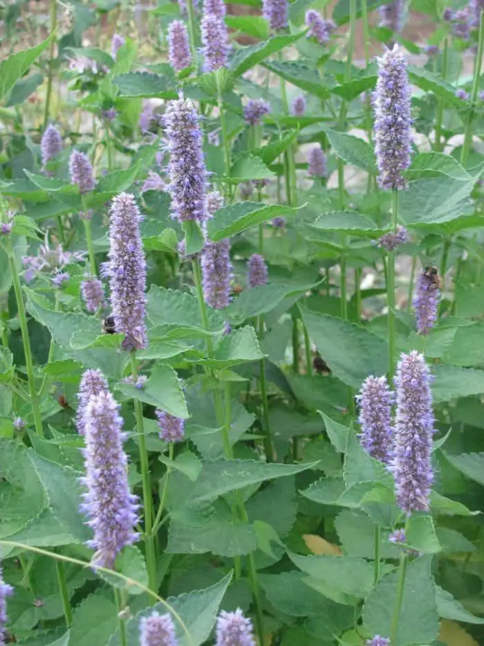 Beautiful licorice mint in bloom