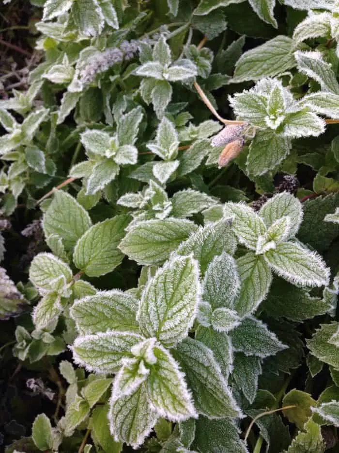 Frosted mint in a winter garden