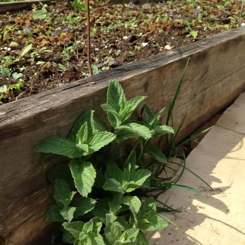 Mint can take over your garden, so be careful where you put it