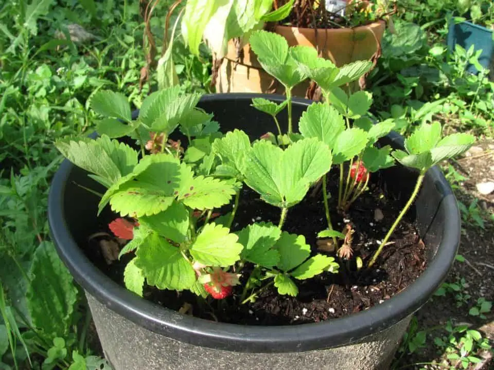 Grow strawberries in containers to save space