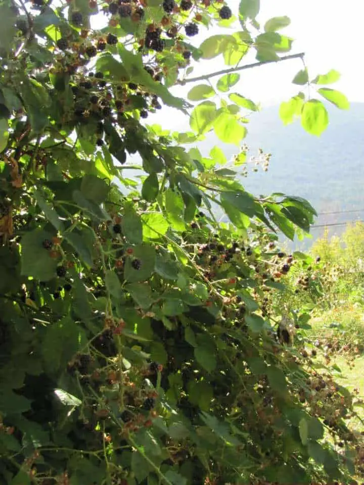 Let some blackberry bushes grow wild as a living fence in permaculture food forest design.
