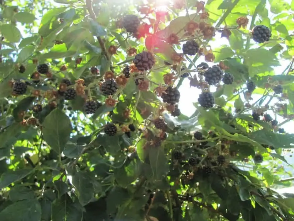 Blackberry Bushes