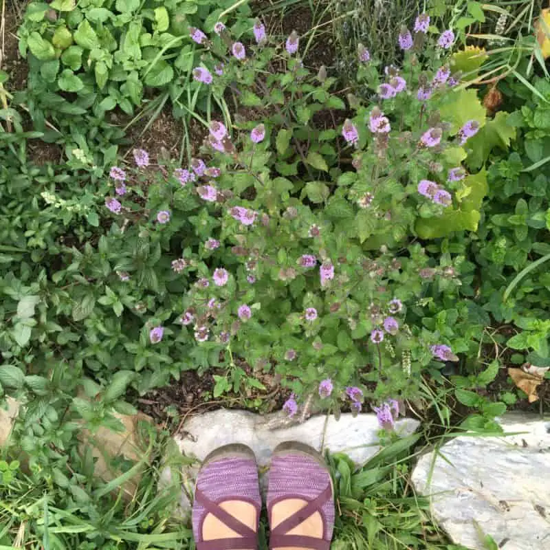 Grow a Mint Garden Bed