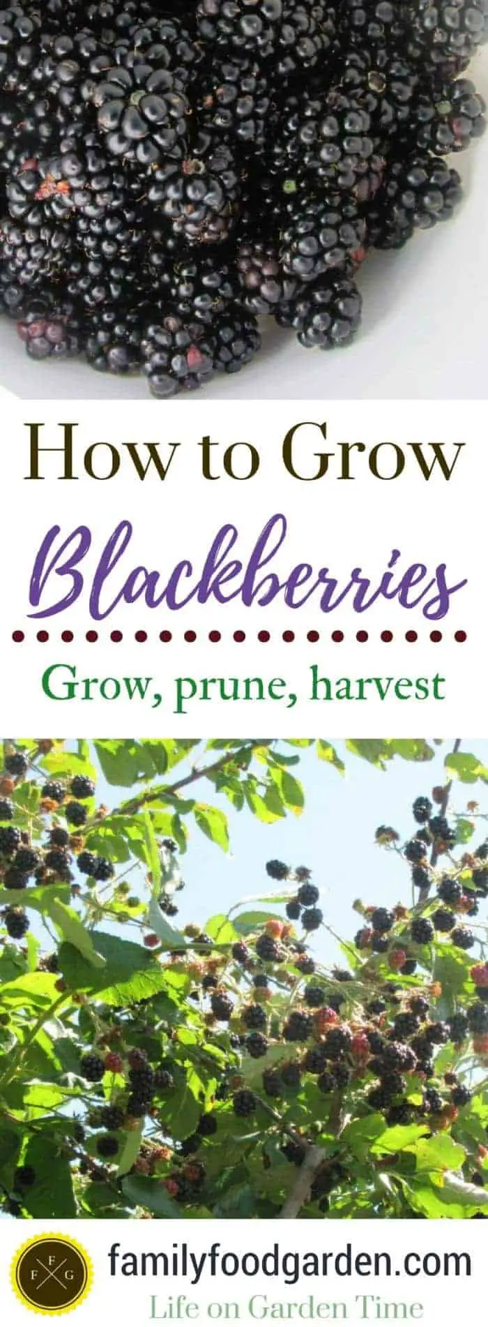 How to grow blackberries: should you prune blackberries, blackberry varieties & more