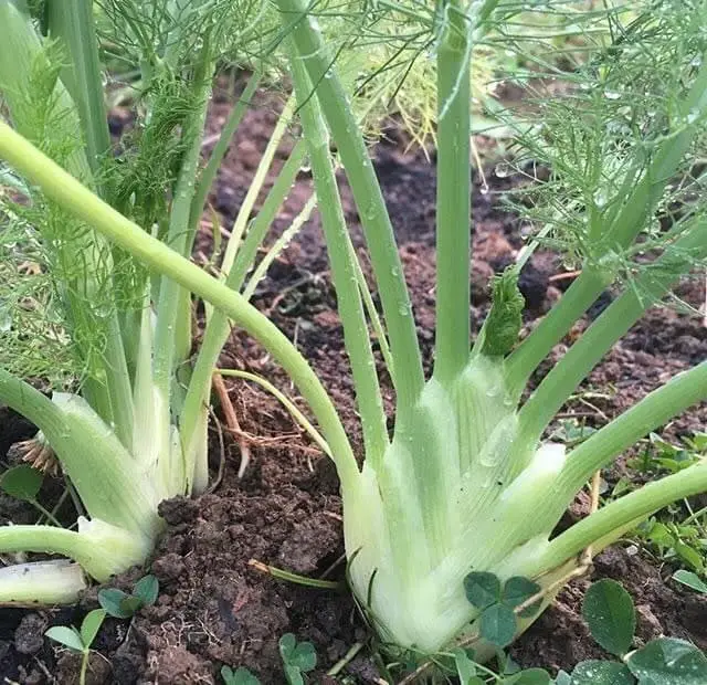 Grow fennel in your summer garden