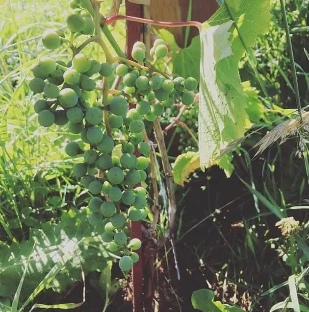 Planting grape vines