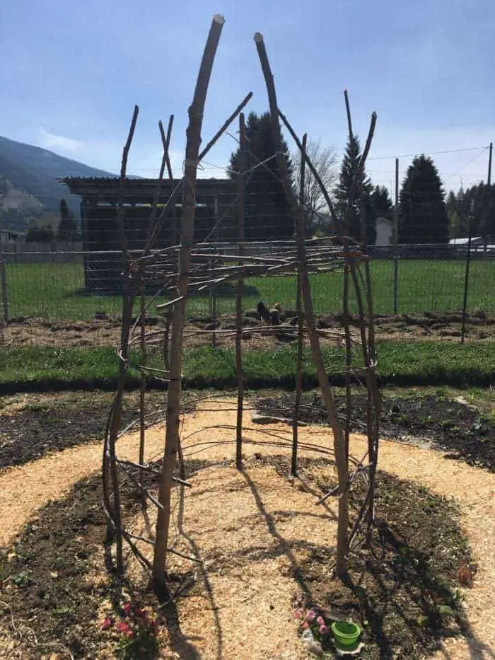 Grow cucumbers & scarlet runner beans up this trellis