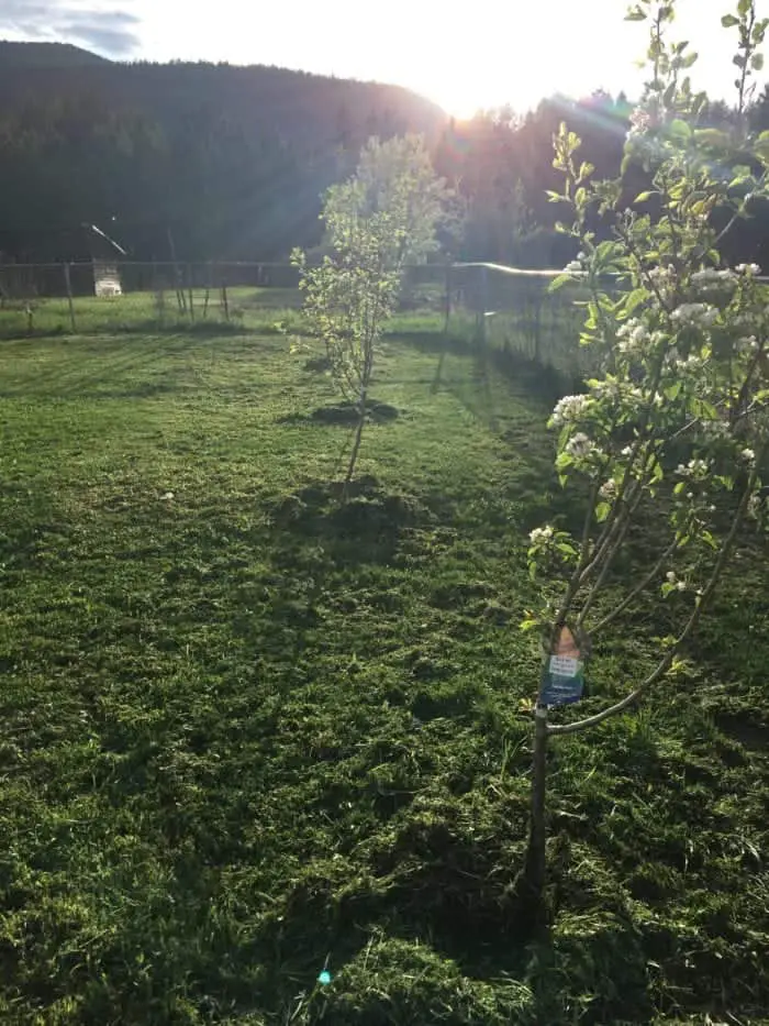 Fruit trees in a food forest